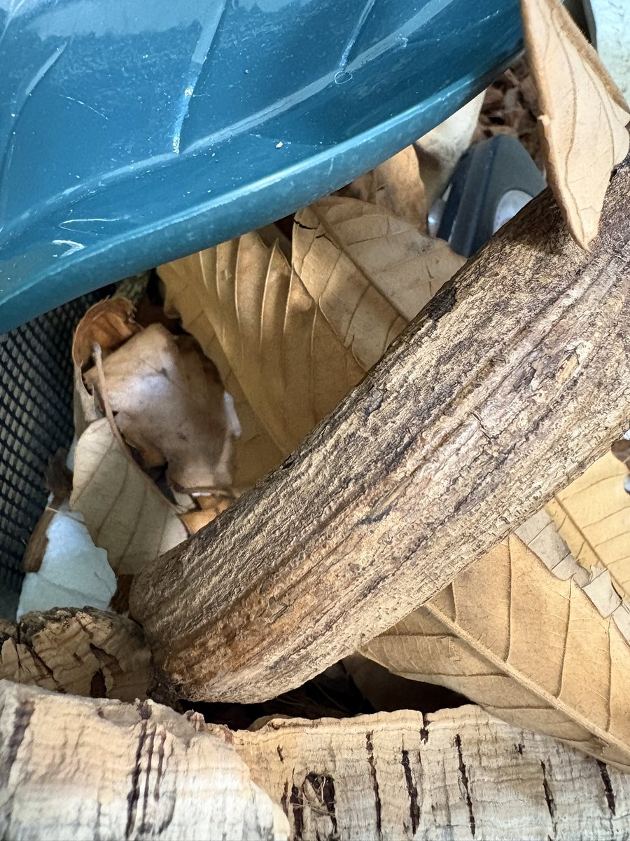 Hyla_123's tweet photo. 今朝の昨晩様子見してたら葉っぱ整理し損ねたのでますます埋もれてるちゃんと、こっちにお顔向けてるちゃん。

しかしおチビさんは眩しかったのか、この後、シェルター外側に逆さま張りつきポジションに変更した模様。

居心地イマイチですかねぇ。うーん。
#記録 https://t.co/RmWA3q15kk