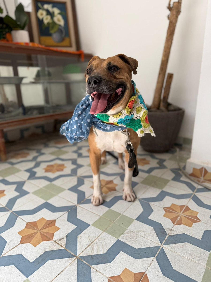 HELA_MORE's tweet photo. Hola, soy Ponyo. Tengo 5 años, soy de talla mediana y estoy listo para encontrar a la familia con la que siempre he soñado.

Soy un perrito noble, cariñoso y con una mirada que solo pide una oportunidad para ser amado. Ya pasé por momentos difíciles, pero no he perdido las ganas de confiar ni de regalar todo el amor que llevo en mi corazón.

✨ Tengo protocolo completo y solo me falta algo muy importante: un hogar para siempre.

Si estás buscando un compañero fiel, dale una oportunidad a Ponyo. Y si no puedes adoptarlo, ayúdanos compartiendo su historia para que llegue a la persona indicada.

📍 Estamos en CDMX.
