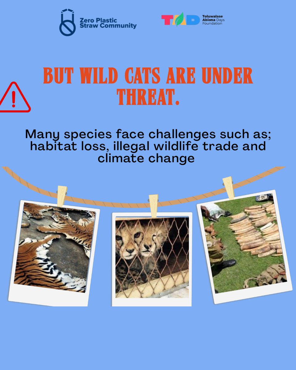 ZPSCommunity's tweet photo. Happy international Cats day!

This International cats day reminds us that whether an organism is small or big, they all partake in making the environment sustainable. 

#InternationalCatsDay #Cats #Sustainability #Conservation #ZeroPlasticStrawCommunity #ZPSC https://t.co/5rS8ZCzW3Q