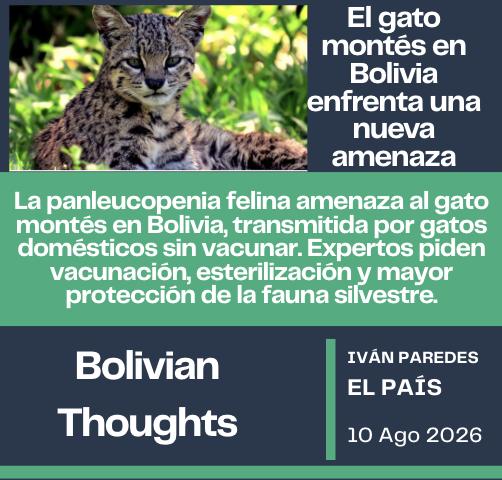 bolivianthought's tweet photo. Deadly Virus Threatens Bolivia’s Wild Cats 
https://t.co/fgcPKpLdLI

#Bolivia #FaunaSilvestre #Conservacion #GatoMontes #VidaSilvestre https://t.co/oXPkFkIwjw