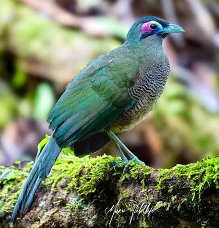 zhungre's tweet photo. The Sumatran bulbul is a sombre songbird endemic to Sumatra’s hill forests. It has olive upperparts, streaked underparts, and a long slender bill. https://t.co/0NNbygnWMr