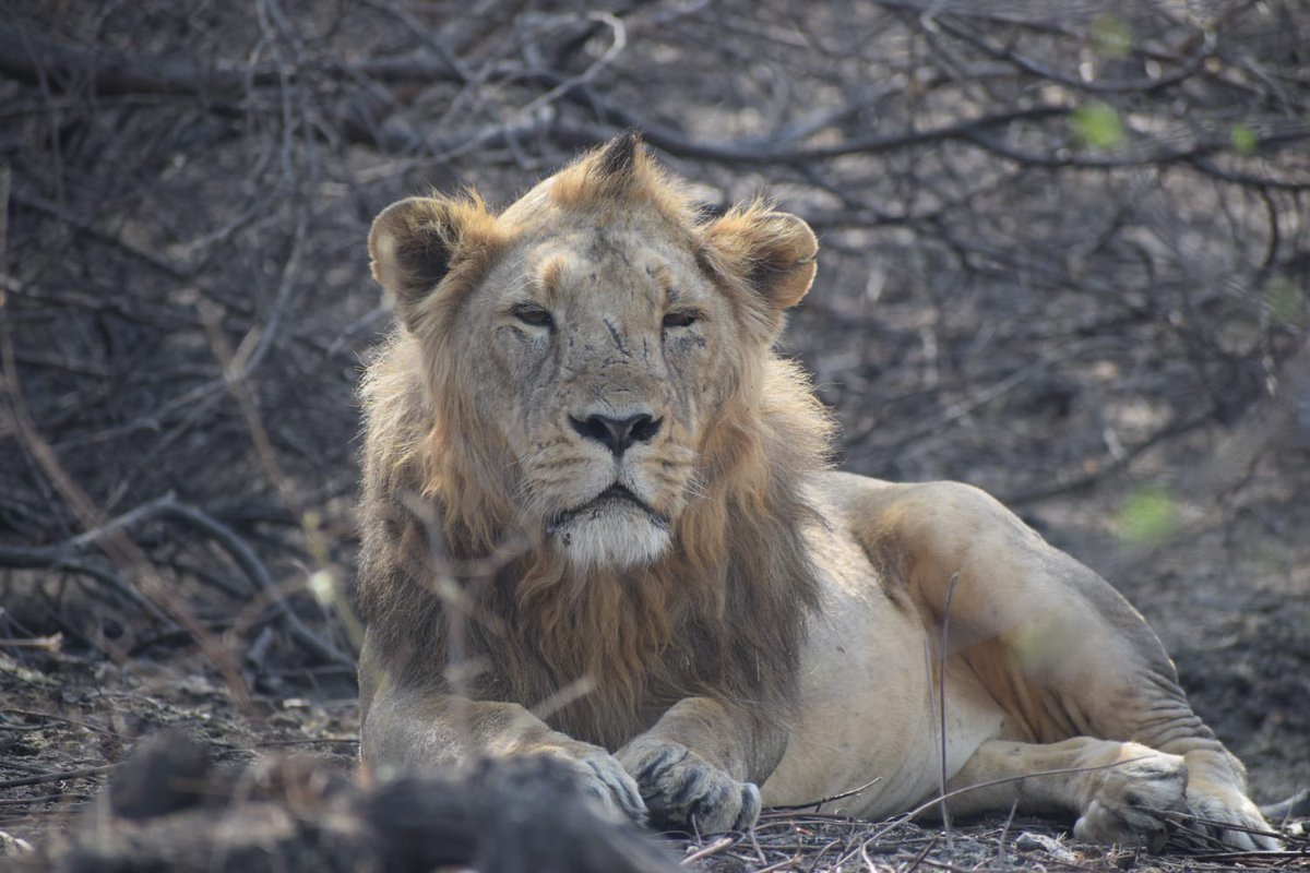 collectorjunag's tweet photo. 🦁 વિશ્વ સિંહ દિવસની હાર્દિક શુભકામનાઓ….

ગીરની ધરતી પર ગૂંજતી સાવજની ગર્જના એ માત્ર વન્યજીવનની ઓળખ નહીં, પરંતુ ગુજરાતના ગૌરવ અને સૌરાષ્ટ્રની અસ્મિતાનું પ્રતીક છે.

ચાલો…સાવજના સંરક્ષણ સાથે પ્રકૃતિ, પર્યાવરણ અને વન્યજીવો પ્રત્યેની આપણી જવાબદારીને પણ વધુ મજબૂત બનાવીએ. https://t.co/XdLGZzTXy4