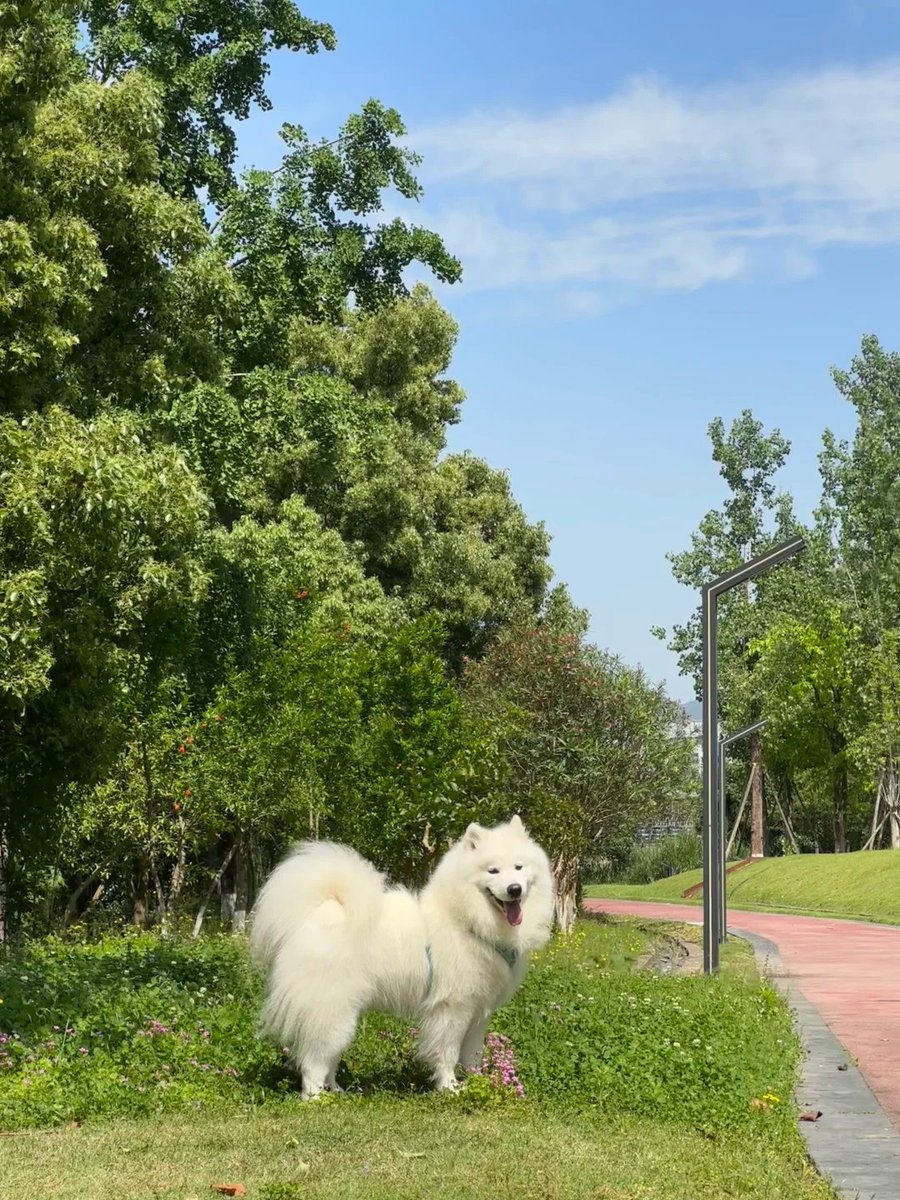 fahienb's tweet photo. It was a bit sunny, but the puppy was very happy. https://t.co/z9EsBJhdwj