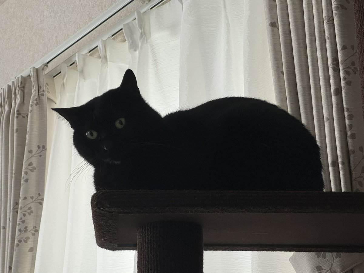 hanasatsu's tweet photo. さっちゃん、昨日の雷雨⚡︎すごかったね〜💦

#黒猫
#猫好き https://t.co/rN0cEkDBsk