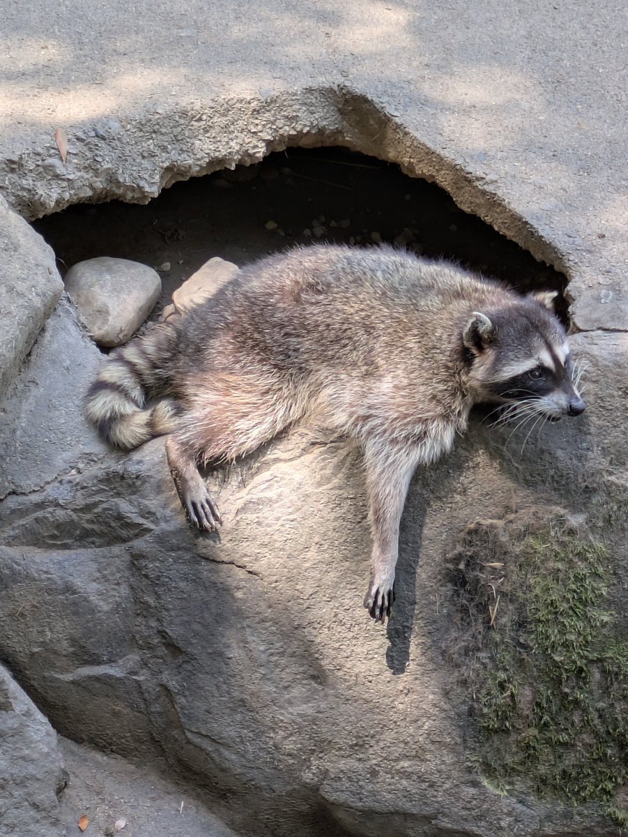 2BLVP55B's tweet photo. アライグマもバテるのね🦝 https://t.co/iEbvKzM13B