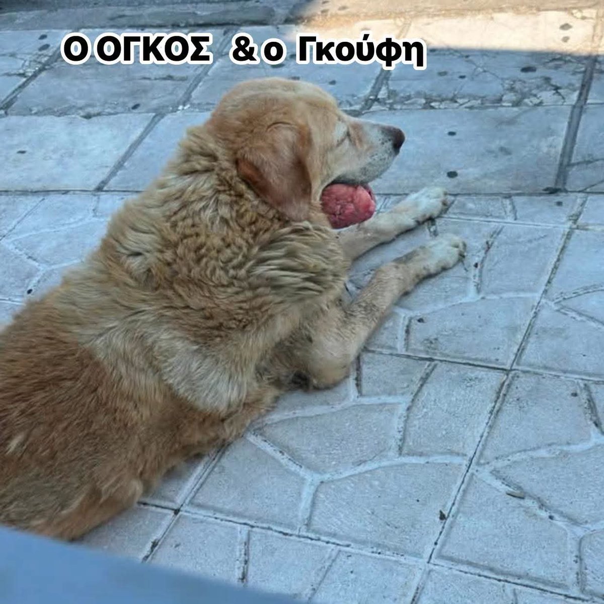 Christinalirou2's tweet photo. ‼️🆘‼️🆘‼️🆘‼️🆘‼️
Έκκληση από τους εθελοντές της Περαίας για τις τροφές του Γκουφη. Το ηλικιωμένο σκυλάκι φροντίζεται χρόνια όμως οι άνθρωποι χρειάζονται βοήθεια. Πάμε βρε παιδιά για τον Γκουφη. 👇👇👇 https://t.co/ZMSsKqgTv6