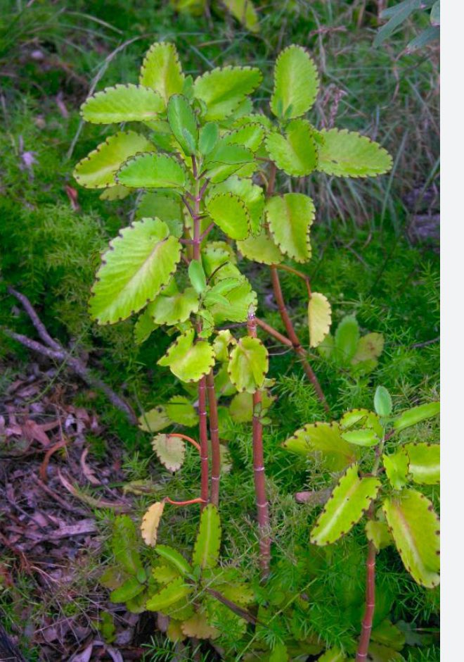 safonyameherbal's tweet photo. If the algorithm brings this miracle plant to your timeline, may you have your greatest luck in this new week ahead🤞❤️ https://t.co/DjLiU20ULV