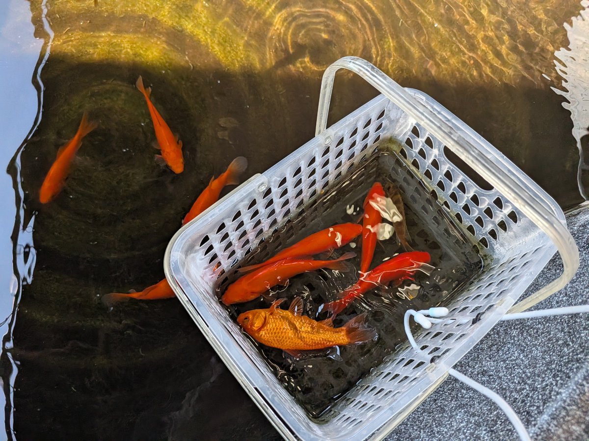 Nora_Ookami's tweet photo. 今日も今日とて、吉田観賞魚-グリーンギャラリーガーデンズ 新宿京王店さんのミニ釣り堀で次男と釣技を競う。
私の苦手な、サイトフィッシング。クリアウォーターとは、とことん相性が悪い。
数では勝ったものの、何やら見慣れぬ縞模様の魚を次男が釣り上げ、引き分けに。 https://t.co/inyb6YTbGg