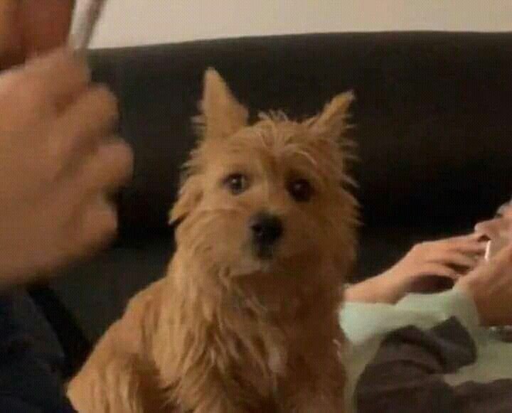 Saneke_'s tweet photo. Entonces si era verdad lo de Jeongyeon, significa que muy probablemente el de Tzuyu, Chaeyoung y la compañía de Jihyo sea REAL 😭 https://t.co/MH7RS5FH4z