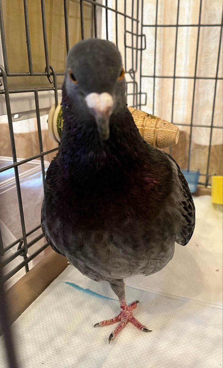 denchan_diamond's tweet photo. 一本足のもの

ポスト
からかさおばけ
寝起きの鳩

「足は足銀行に預けました。利息に期待。」 https://t.co/mmSTYhL6PT