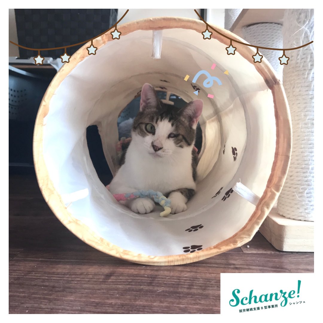 schanze111's tweet photo. 福祉ショップのお知らせ📢
8 / 13 〜8 / 17  イオンモール大垣にて猫影グッズ販売を行います🐈🌟
ひとつひとつ手作りした猫ちゃん用おもちゃ、猫モチーフのグッズもありますので気になる方はぜひ足を運んでくださると嬉しいです❗️ https://t.co/5ijJxwLh7t