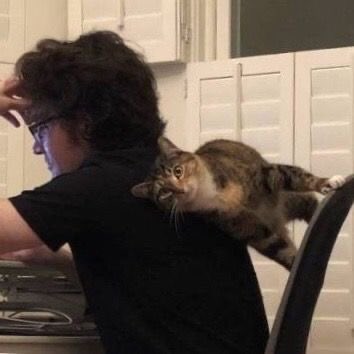djoMrMagic's tweet photo. The cats a payed actor https://t.co/2ceIjj5rQX