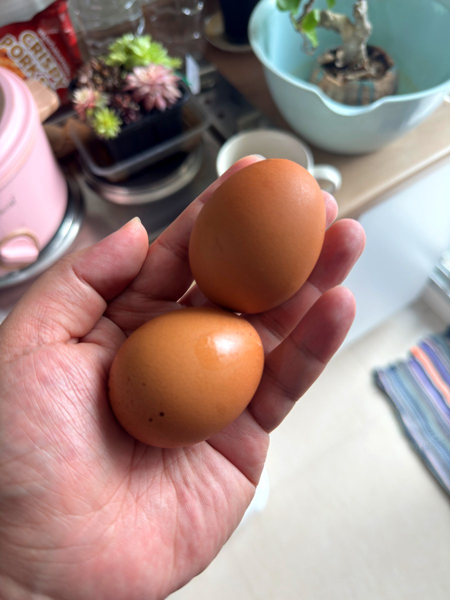 BearTan2's tweet photo. Quick breakfast for a busy morning! 🥚💨
คิดอะไรไม่ออก หรือเวลาน้อยแค่ไหน "ไข่ต้ม" คือคำตอบอันดับ 1 เสมอครับ
• ทำง่าย ประหยัดเวลา
• โปรตีนสูง ไขมันดี
• อยู่ท้องยาวๆ ถึงมื้อเที่ยง
ไข่แดงยางมะตอยเยิ้มๆ แบบนี้แกะใส่ปากปุ๊บ พร้อมลุยงานต่อปั๊บ! 💪🏼✨
#FatCat2FitCat #BoiledEggs #HighProtein #HealthyBreakfast #ลดน้ำหนักด้วยตัวเอง