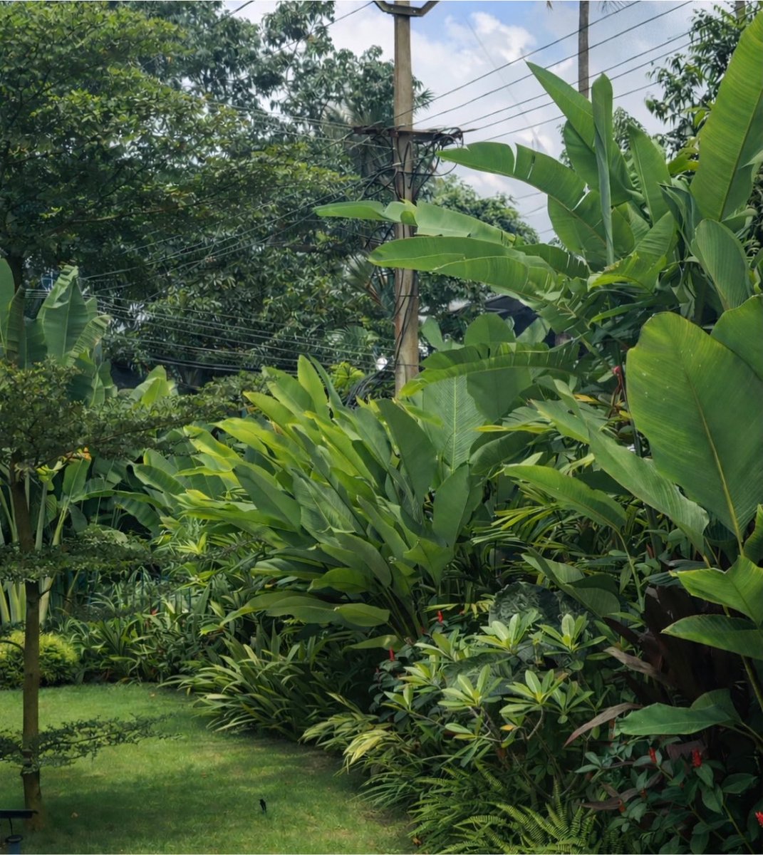 BotaniqueDng's tweet photo. A well-designed garden should feel established, not assembled.

From tropical planting to clean lawns and layered garden beds, every element should work as one landscape.

Planning an outdoor space? We’re here for that. https://t.co/I4ad9sfhLE