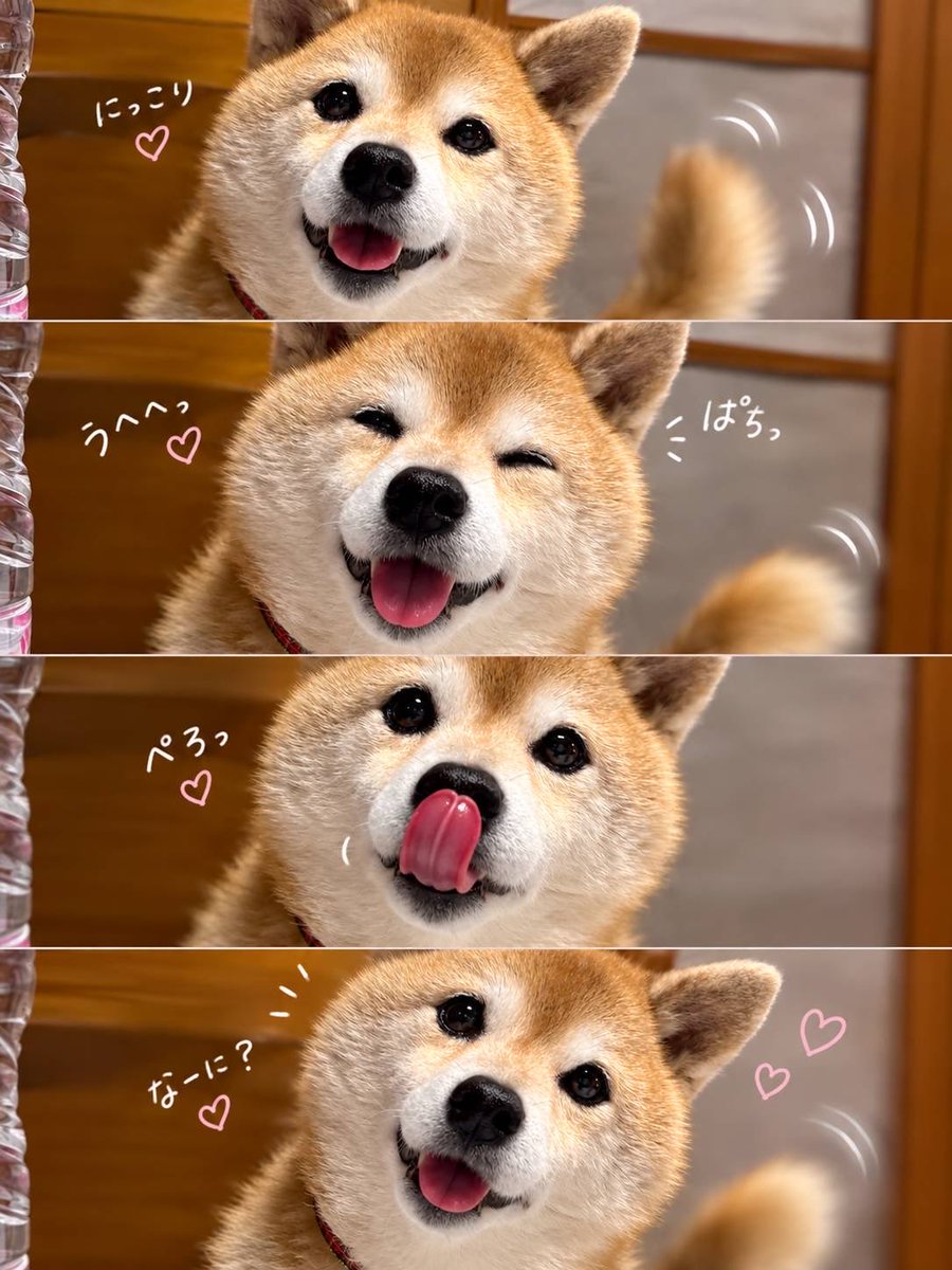 diary09998120's tweet photo. ニコニコえま作ってもらったよ！🐕🐾
今日仕事の人はこれ見てガンバ~❣️
#柴犬 https://t.co/UAtUlVOJJp