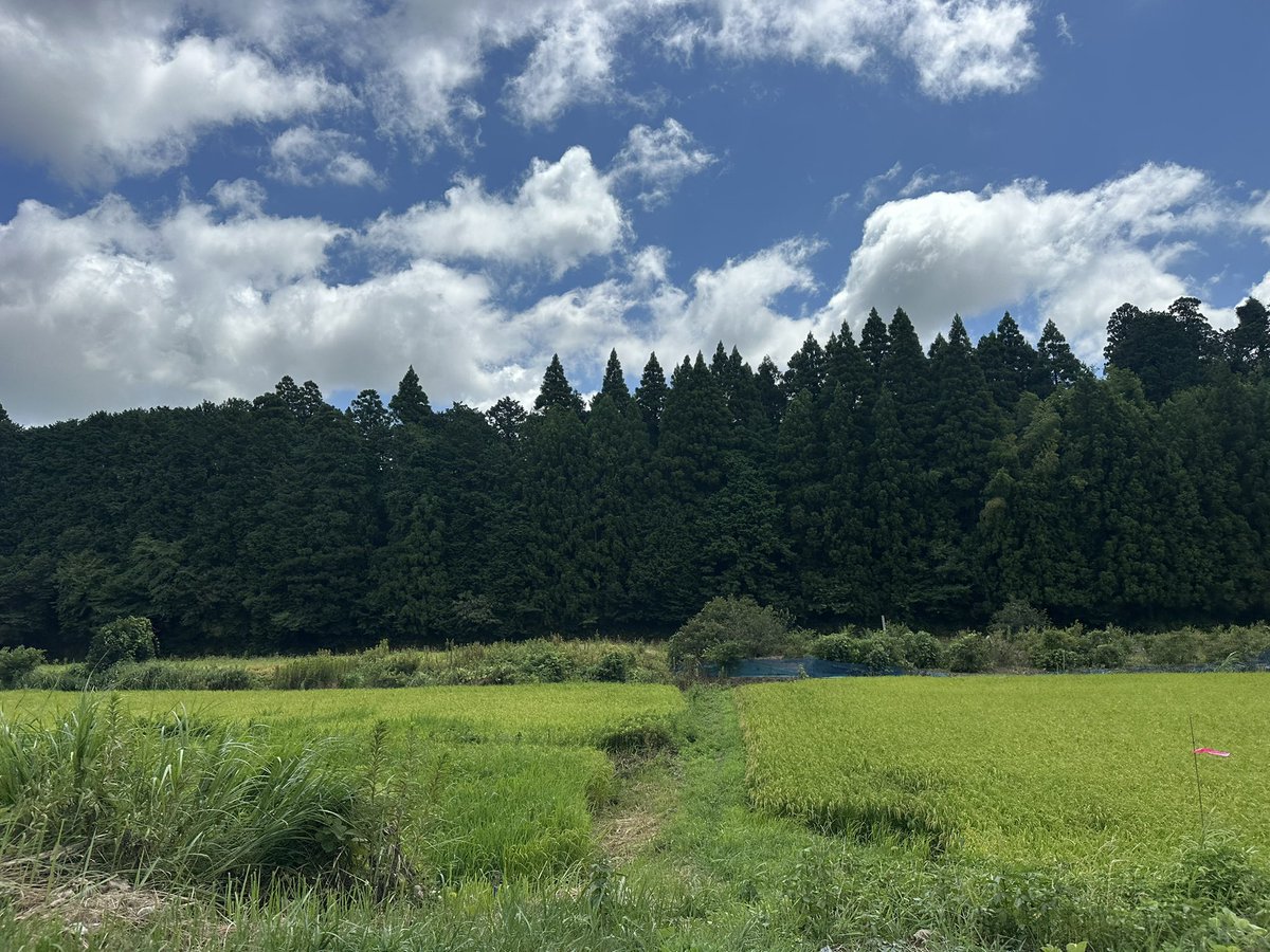 cottan_cony15's tweet photo. め"〜いちゃ〜ん👵【トトロより】

普段こんな感じの野山を駆け巡って
配達をしております🚛

7月はほぼ20連勤でして
仕事に集中したかったのと
SNS苦手は相変わらずなので
一旦リフレッシュで投稿を控えておりました

やり直しの効かない人生ですが
しっかり前を向いて投稿していきます🌟 https://t.co/727bz5byzs