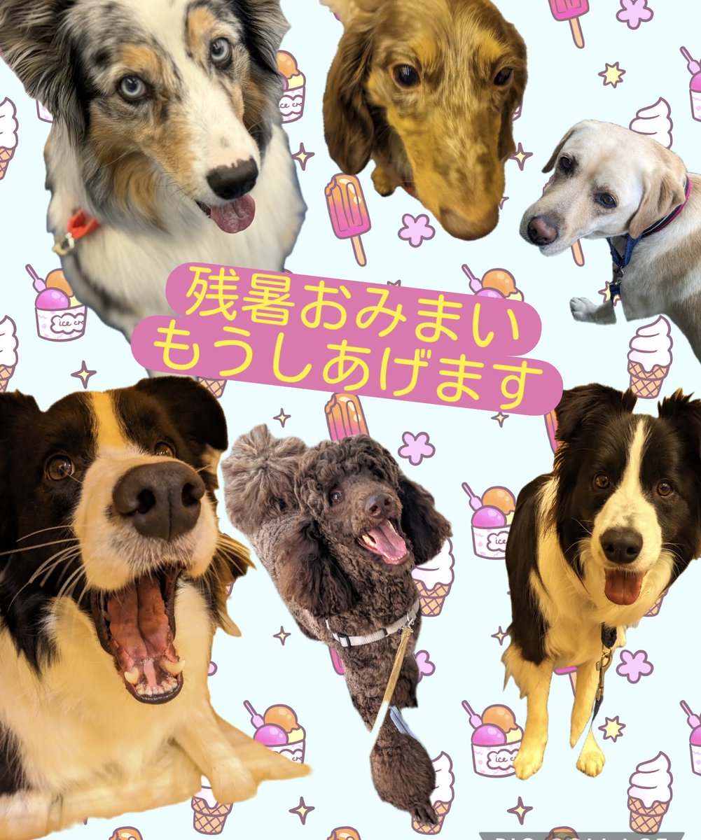 Kap_kobe's tweet photo. KAPより実習協力犬たちの笑顔とともに…
残暑お見舞い申し上げます☀︎

まだまだ暑いのに暦上は「残暑」とは…🫠

みなさま、ワンちゃんたち
身体に気をつけて楽しい夏をお過ごしください🍉

#神戸動植物環境専門学校
#犬
#動物の専門学校
#夏休み https://t.co/NoLNNY4GRK