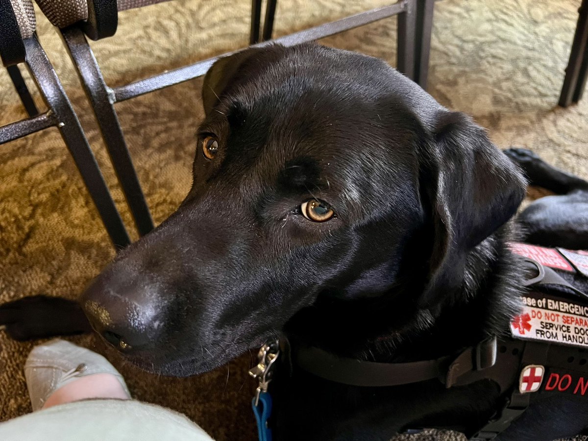LabradorRodeo tweet picture