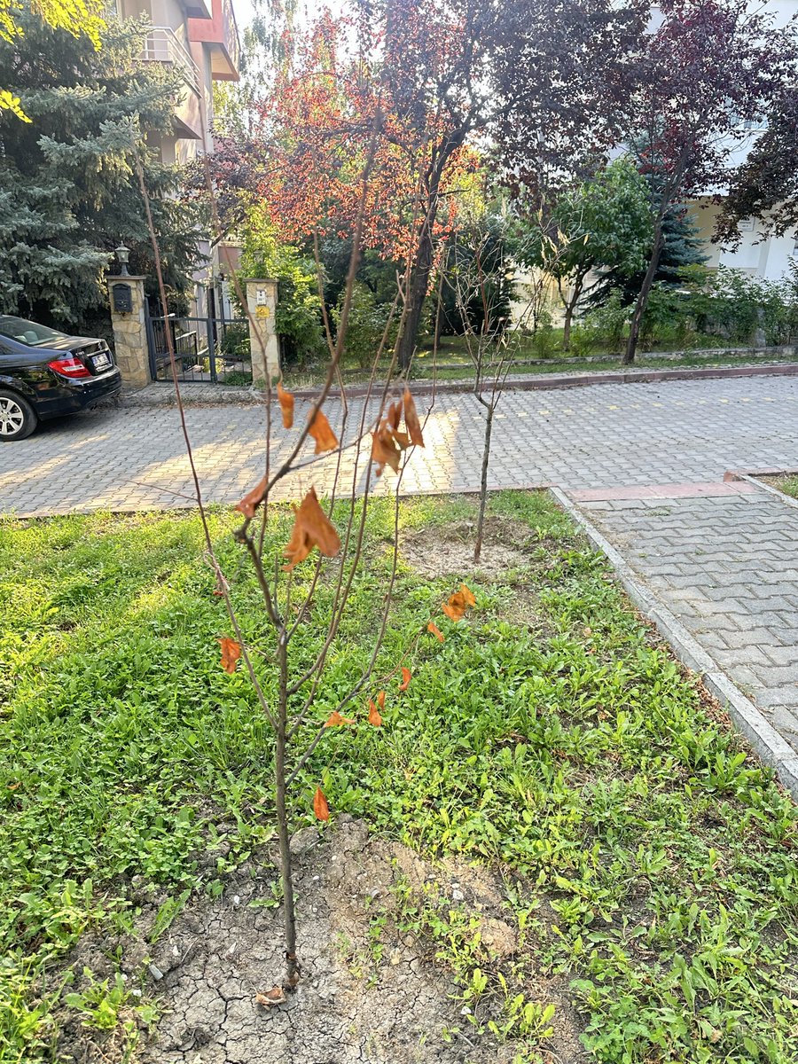 feylesof's tweet photo. Kamu parklarına izinsiz ağaç dikilmesi yasakmış, bunu öğrendiğimde kendimi ihbar ettim @cankayabelediye sine. Onlar bana ceza kesmek yerine kızlarımın adına diktiğim iki ağacı sulamayarak canları cezalandırdı ve kurudular.Yakışmadı,Size aşk olsun @cankayabelediye @ankarabbld https://t.co/R9iNPCdiA7
