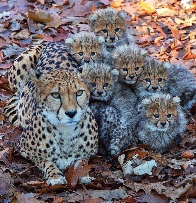 Hana_b30's tweet photo. A Cheetah and her little Cheetos https://t.co/79tOQA2vFi