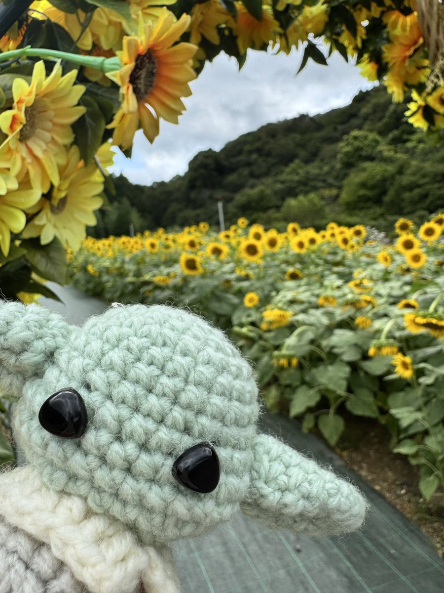 papiranianBK's tweet photo. 🌻 https://t.co/xks1jrednk