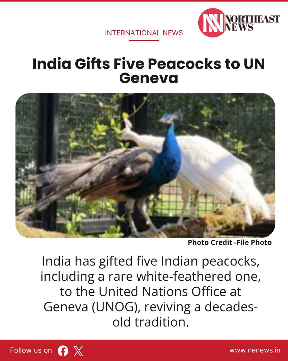 newsne24x7's tweet photo. Five Indian Peacocks, Including Rare White One, Gifted to UN Geneva
#Peacocks https://t.co/nv1eFQj86U