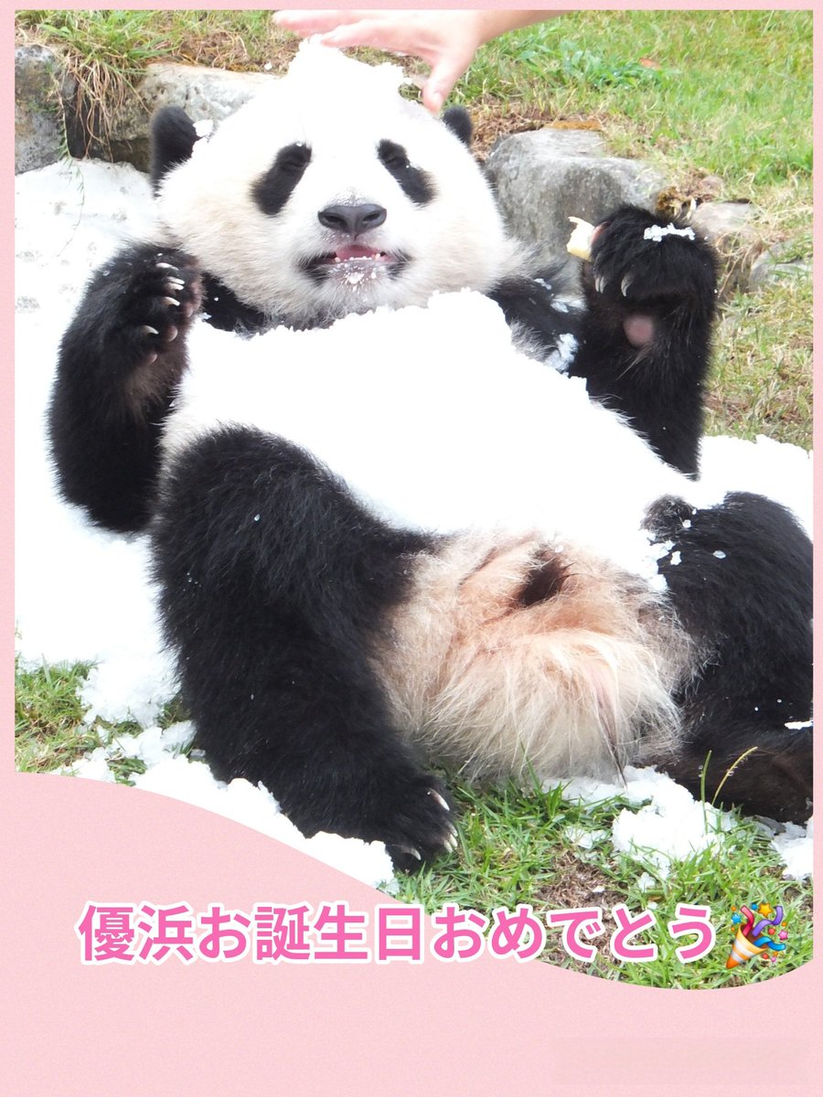 kondopanda's tweet photo. 優浜14歳お誕生日おめでとう🎂
これからも元気に過ごしてね。大好きな飼育員さんに雪を乗せてもらったよ😄
2026.8.10
#優浜　#アドベンチャーワールド　#パンダ https://t.co/nJxGMUnZfy