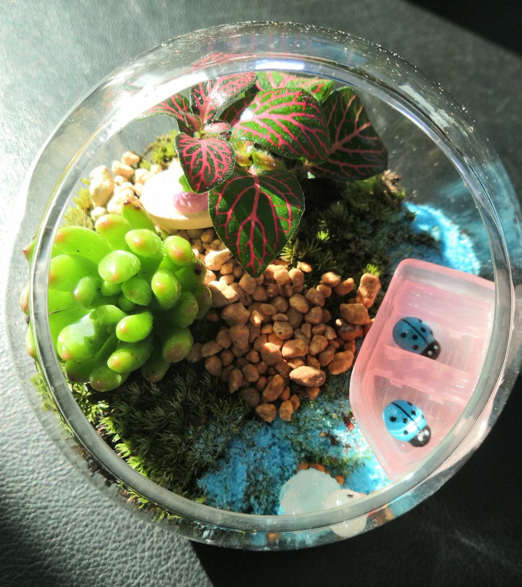FENERTUTKUNU4's tweet photo. DIY a mini potted succulent with just a bottle u0026 soil—super easy, budget-friendly home decor upgrade! https://t.co/NO7miF0BwV