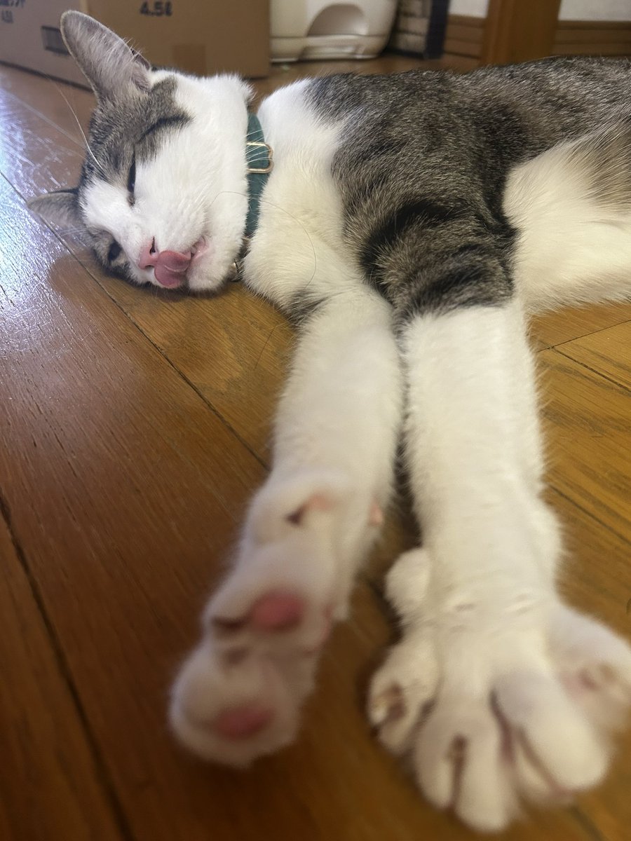 noTon0613's tweet photo. スヤ ペロ パァー https://t.co/iAb40vUTp0