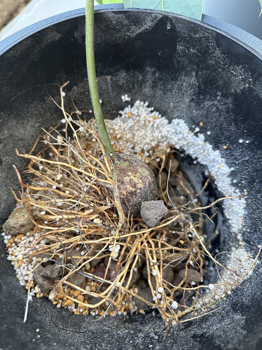 LoadoffI's tweet photo. アボカドの根が底から飛び出す程に成長したので植替え。
鉢底石とパーライト、表面はパーライト飛散防止用に大きめハイドロボール…という構成。
不使用でも、土の香りが少ししました。
尚、強風の日にパーライトを扱うと掃除が大変です(涙)
#loadoff
#supotta
#水耕栽培
#hydroponics
#アボカド https://t.co/fv8XCVHdj8