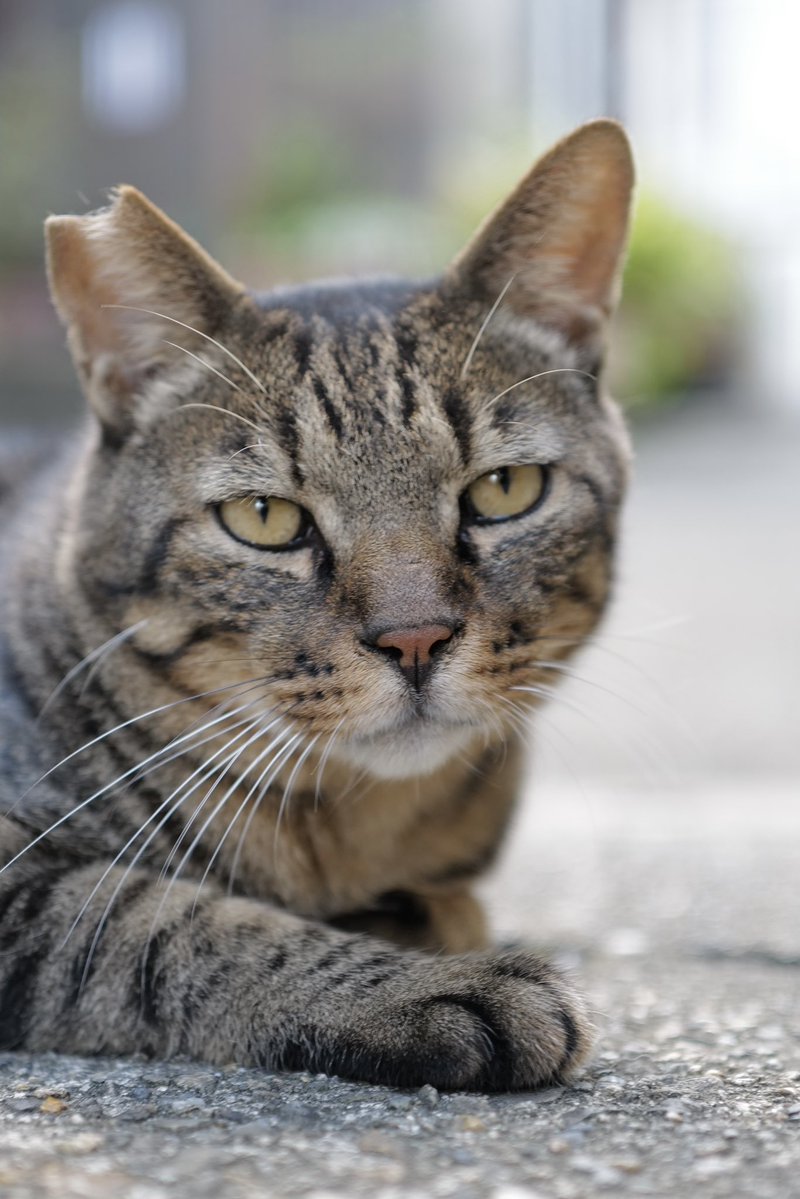 koromoron's tweet photo. ねこいた https://t.co/sbe5KVtW5O