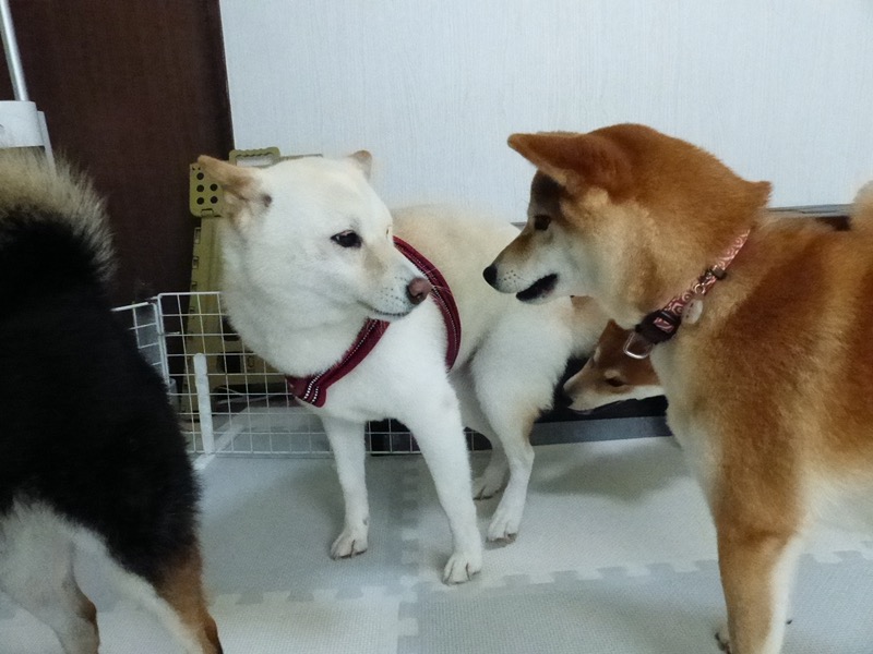 nakamura_ds's tweet photo. 詰め寄られると弱い

https://t.co/x36oppK6ub https://t.co/o6RmypoQ5S
