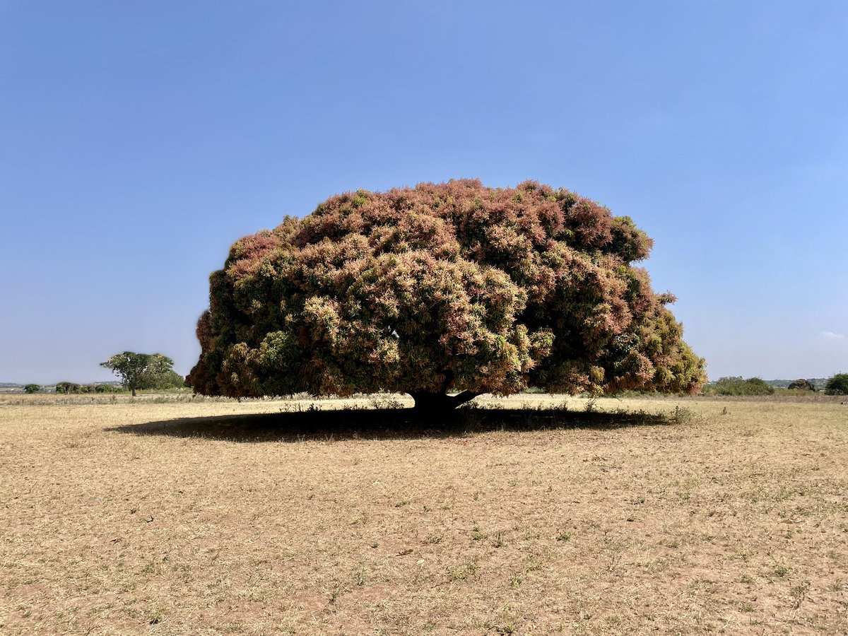 MarekaMalili's tweet photo. Huu Mwembe tuliuona Misungwi ndani ndani huko,upo kama umechongwa na umefunga maua ya maembe balaa.
Ulinivutia kuupiga picha.
So nikasogea,kadri nazidi kusogea ndivyo unazidi kutisha 🤭
Nikawa sioni kama ni mwembe tena, ni kama sehemu ya kikao 🙌🏼
Ghafla upepo ukaanza,nikasepa 🤣 https://t.co/TnpVsqeVSh