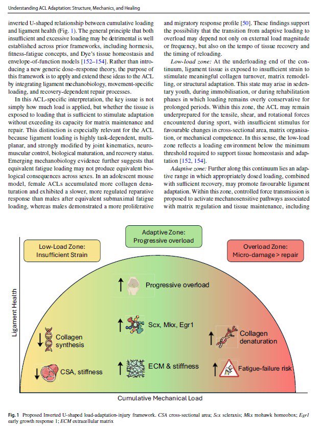 TimGabbett's tweet photo. NEW PAPER: Understanding Anterior Cruciate Ligament Adaptation: Structural, Mechanical, and Healing Considerations

https://t.co/GxOT9Izm7S

Well done Oskar Staniucha and co on this one!!

@SportsMedicineJ https://t.co/jUjUU8MijW
