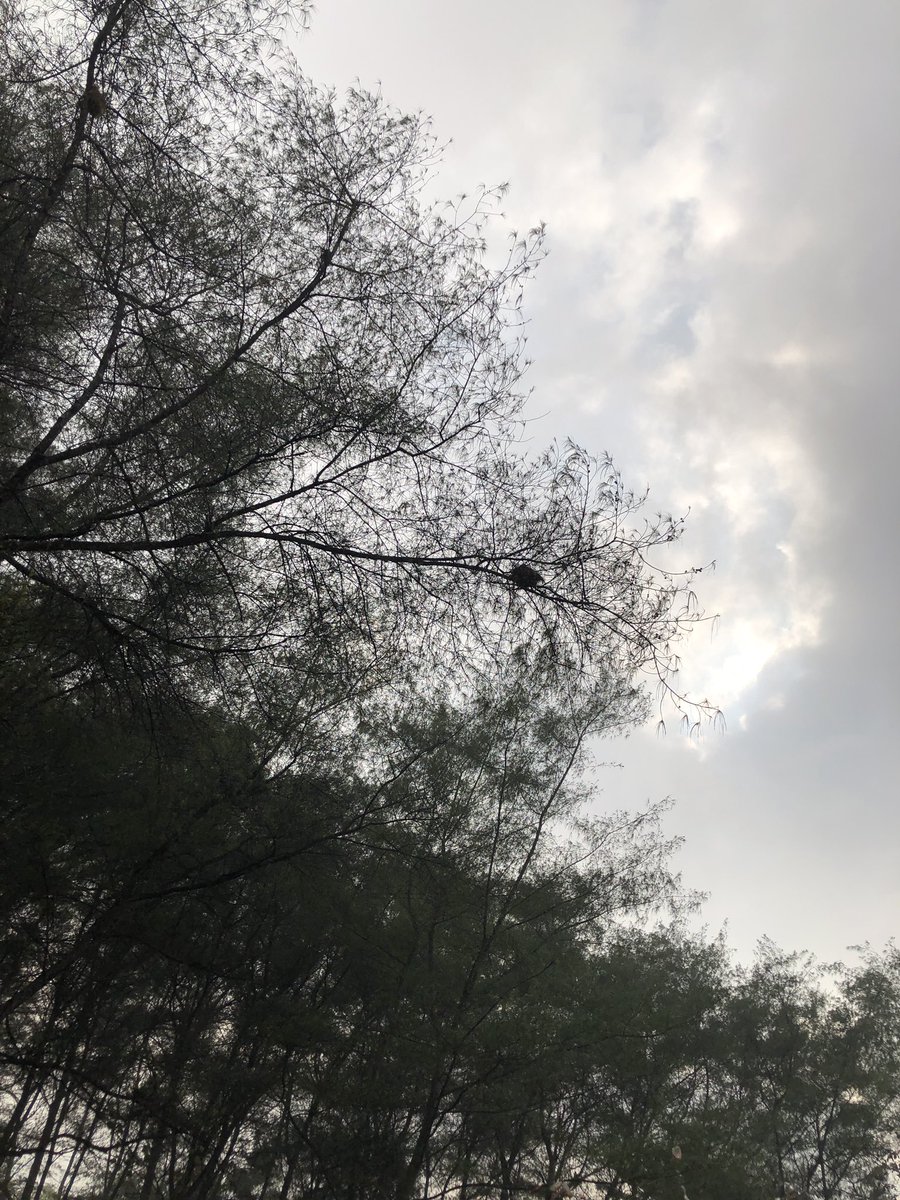 pwetygewd's tweet photo. Puas banget ke pantai beneran santai, cuma duduk liatin laut, nikmatin anginnya trus tidur bawah pohon. https://t.co/8B9EiLcUc1