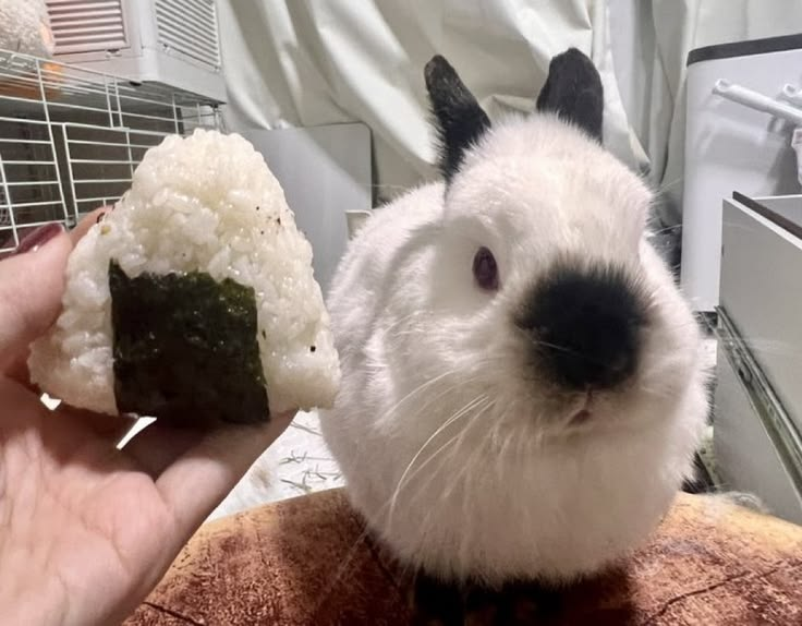t_tuelhinhos's tweet photo. Não Marcia, eu não pareço um onigiri https://t.co/qonOzoZNzi