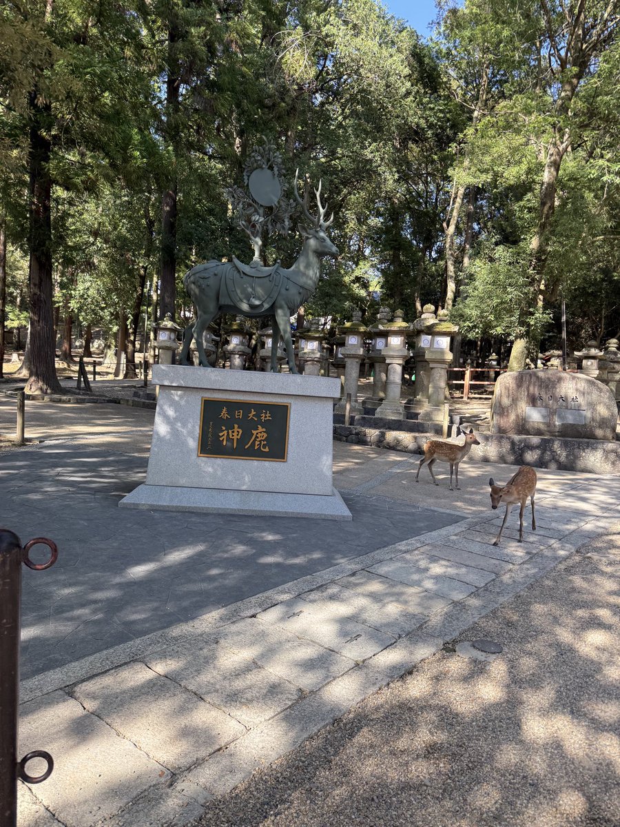 uasfef's tweet photo. しかさんとたわむれてきた
🦌 https://t.co/PZBktvU0wZ