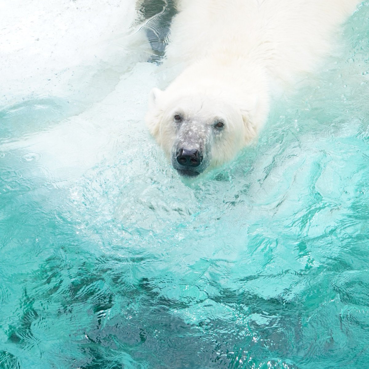 geijii's tweet photo. #デア
2026.8.9

#ホッキョクグマ #しろくま #polarbear #上野動物園 https://t.co/9hI48tFE1T