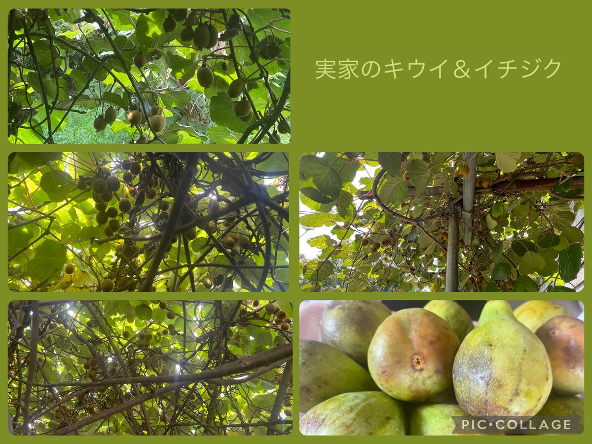 POPO_RON18's tweet photo. 実家のキウイとイチジク🥝 
川沿いは大きく育ってた🥰
雨でだいぶ落ちたのにアホほど実って今年の収穫は戦力の息子たち居なくて大変だ💦
イチジクは毎年誰も食べないから鳥の餌になってたけど帰省中の知り合いが食べたいって言うからちょっとだけ収穫😆 https://t.co/Rbsyhi6uTb