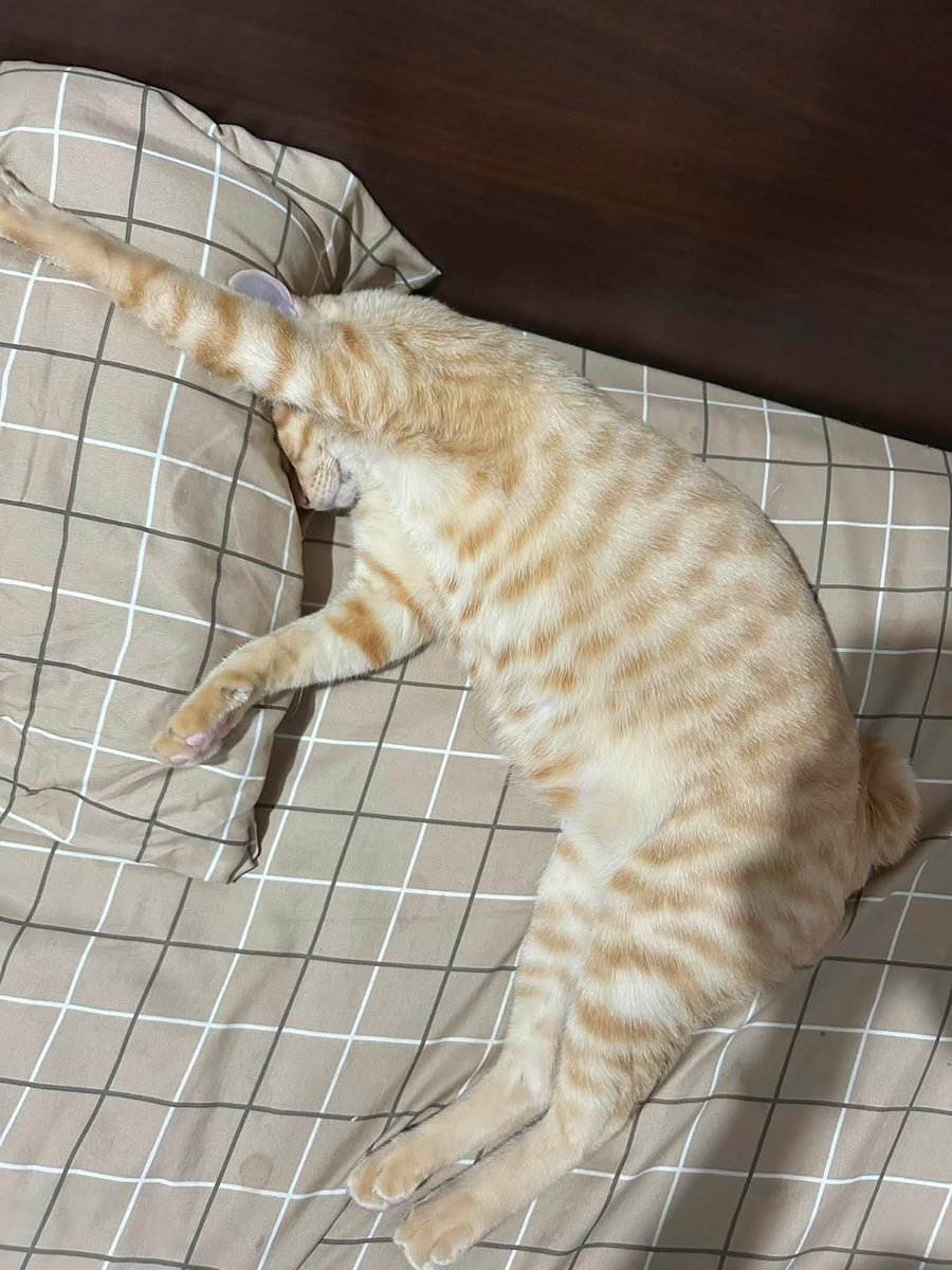 homeforstraycat's tweet photo. ฝากแชร์หน่อยนะคะ เป็นลูกของแมวจรที่เราเคยช่วยไว้ เราและเจ้าของเป็นห่วงน้องมาก น้องไม่เคยใช้ชีวิตข้างนอกเลย เลี้ยงปิดมาตลอดค่ะ #แมวหลง #แมวหาย #สงขลา https://t.co/PRPNua8Mit
