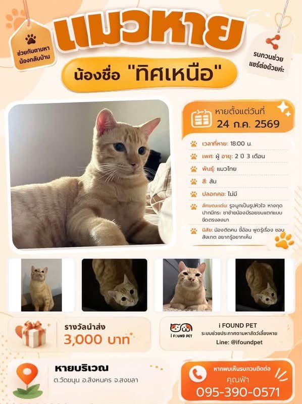 homeforstraycat's tweet photo. ฝากแชร์หน่อยนะคะ เป็นลูกของแมวจรที่เราเคยช่วยไว้ เราและเจ้าของเป็นห่วงน้องมาก น้องไม่เคยใช้ชีวิตข้างนอกเลย เลี้ยงปิดมาตลอดค่ะ #แมวหลง #แมวหาย #สงขลา https://t.co/PRPNua8Mit