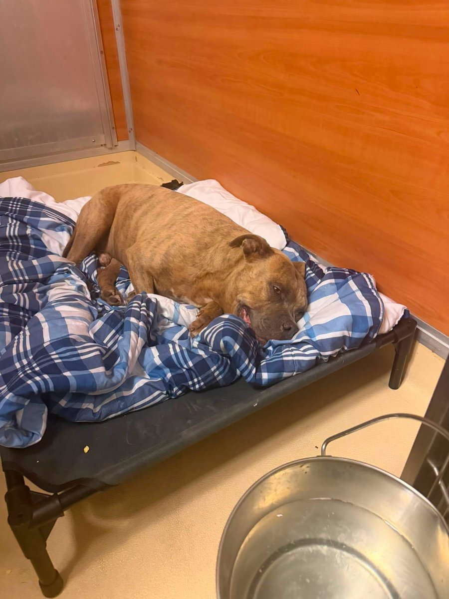 fionaismybitch's tweet photo. MIAMI DADE, FL‼️‼️‼️‼️‼️‼️
18 DAYS. That’s all Cuco had at Miami-Dade Animal Services💔
18 days ago, #CUCO #A2804896 was a healthy, sweet three-year-old dog.
Today 8/9, he is dead🤬🤬🤬🤬🤬
In those 18 days, Cuco was neutered. Then, just days later, he contracted an upper respiratory infection on August 1st. That infection progressed into pneumonia.
And yesterday, August 8th, Cuco was visibly critical. He could barely move. His breathing was labored.
He could barely lift his head from his bed. His eyes told the story of a dog who was desperately trying to hold on. People walked past him and saw him like this. Yet no emergency intervention came. No urgent plea for help. No desperate call for rescue. No apparent attempt to get him the level of medical care he needed while there was still time.
Instead, we are being told that Cuco was finally taken to MVS today, August 9th and he died.
TODAY After nine days of illness. Nine days from the reported onset of his respiratory infection to the day he was finally taken for advanced medical care.
And that raises a devastating question:
Why wasn’t he taken sooner? Why wait until a healthy three-year-old dog was barely able to lift his head and struggling to breathe?‼️‼️‼️
Why neuter a dog during an outbreak when there was no immediate adoption or rescue placement requiring it, potentially adding additional stress to an already vulnerable immune system?
Neutering could have waited. His medical emergency couldn’t.‼️‼️
This is a shelter that calls itself no-kill and claims to do everything necessary to protect and save the animals in its care.
But what happened to Cuco? A healthy, sweet three-year-old dog entered this shelter. Sixteen days later, he was fighting for his life.
And when he was finally taken for emergency care, it was apparently too late. Cuco didn’t need a miracle. He needed someone to act when he was sick. He needed someone to recognize that an upper respiratory infection was becoming something much more serious. He needed medical intervention before pneumonia took over.‼️‼️‼️
He needed someone to look at him yesterday, barely moving, struggling to breathe, barely lifting his head and say:
“This dog cannot wait.”
Instead, an advocate had to beg them to see him and take a picture/video. Instead he waited and suffered.
And today, he died.💔
Cuco should have left this shelter alive. He should have been someone’s beloved dog, sleeping on a couch, going for walks, playing with toys and living the happy life a three-year-old dog deserves.
Instead, his entire story at this shelter lasted just 16 days.
From healthy and sweet to critically ill to dead.
Cuco, I am so sorry. You deserved someone to fight for you while you were still here. You deserved timely medical care. You deserved a chance. You deserved to live.
You were failed when you needed them most. 💔
Rest peacefully sweet boy. You should still be here. 💔🌈🐾🕊️
Email them and voice your opinion! Ask important questions!!! This could have been prevented! Cuco is not the first dog to lose his life because of their negligence and he will not be the last‼️‼️‼️‼️
annette.jose@miamidade.gov
daniella.cava@miamidade.gov
alejandra.duran@miamidade.gov
