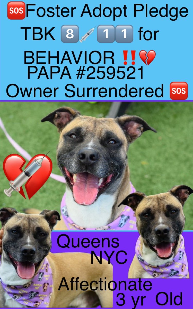 magalys_rios's tweet photo. #Foster #Adopt #Pledge
TBK 8️⃣💉1️⃣1️⃣ for dog reactive BEHAVIOR at shelter NYC Queens
AFFECTIONATE OWNER SURRENDER
#PAPA #259551
3 yr old 70 lbs boy
Owner became homeless
Read bio⬇️
https://t.co/UsqegxPnax
#RESCUEonly 🆕Hope Partner
DM @notthesameone2 https://t.co/DYFLWkJcNc