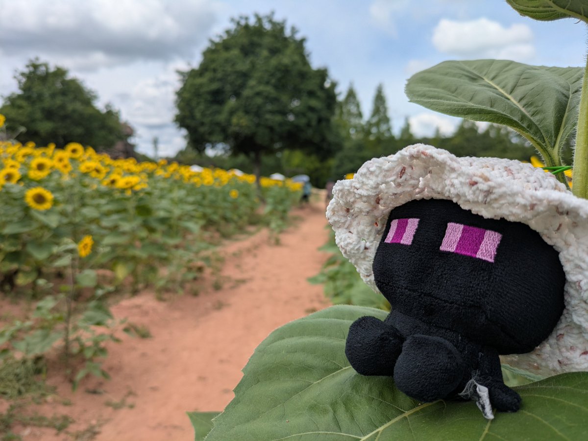 Mizuto_S's tweet photo. 編んだ帽子かぶってもらって、ひまわりを見に行きました(∩´∀｀)∩♪
曇り気味ではあったけど、あつーい https://t.co/2zRrrjThaK