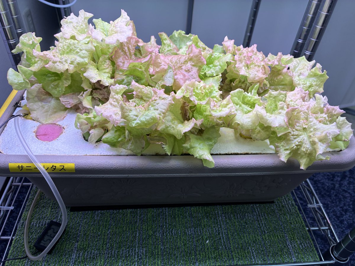 ohc_agriwell's tweet photo. 障がい者支援施設川崎ラシクル（川崎市川崎区）宿泊型自立訓練入所者の方による有機水耕栽培
川崎市複合福祉センター「ふくふく」内に有ある事業所で室内有機水耕栽培第４クール
待ちに待った収穫！
手伝っていただいたメンバーさん
ちょうどシフトが入っていたスタッフさん
に大好評！ https://t.co/ioP5oaYdMX
