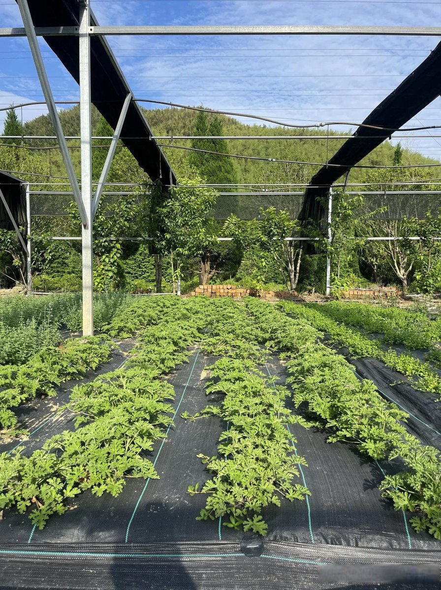 pavithra59's tweet photo. Just upcycled an old mason jar into a cute herb planter—no fancy tools needed!  Perfect for my tiny kitchen windowsill, and it only took 10 mins. Who’s trying DIY this weekend https://t.co/UCQAkAOfb9