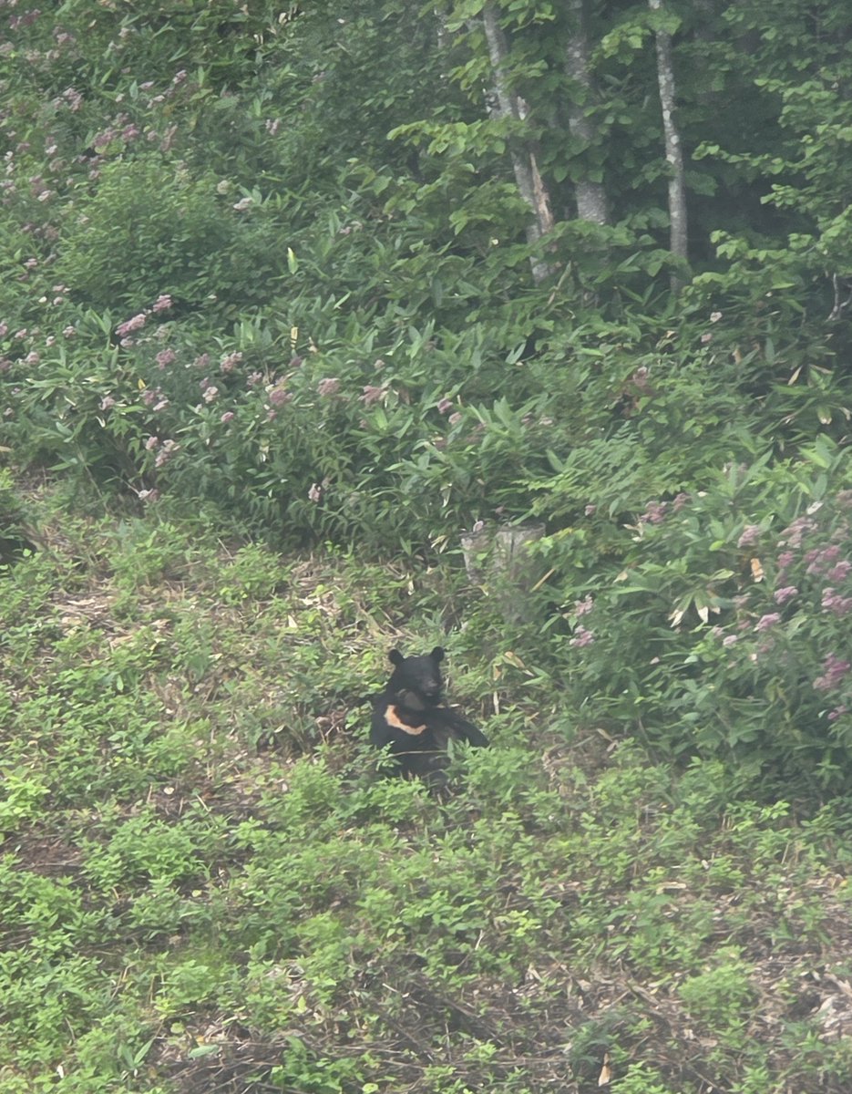 blackpepper_d5's tweet photo. 安比の熊さん
ツキノワグマの子どもかな？ https://t.co/IYWVtqVQXr
