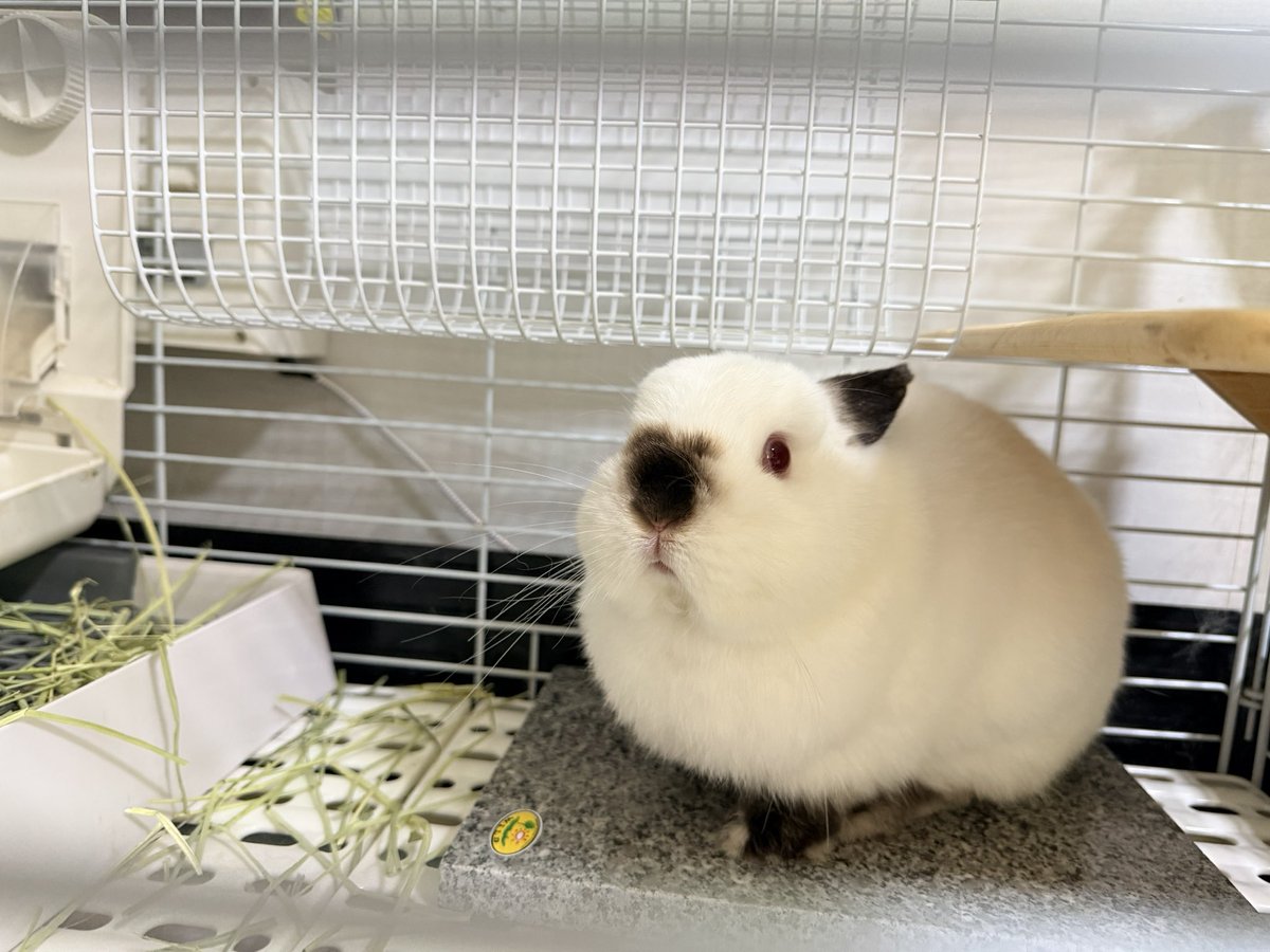 butsuryo's tweet photo. ナキウサギみたいね https://t.co/0fvAKsVC9K