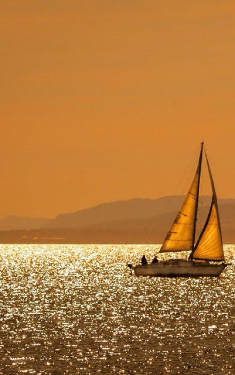 _daisybella's tweet photo. Sea glitters https://t.co/1JqLkHvAEg