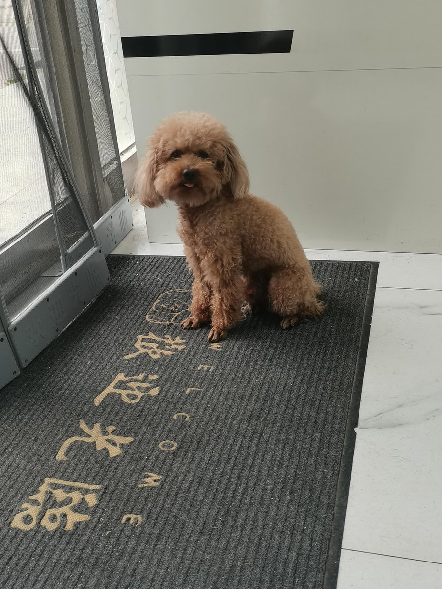 Baraka132's tweet photo. My little pup grew from a tiny ball of fur to a cheeky, full of energy fur buddy this year. Watching him grow brings me so much joy! https://t.co/0FXbIY7nT9